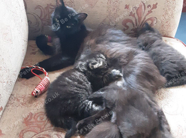 Playful Kittens for sale.