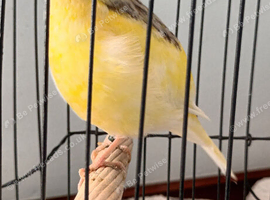 Fife Canaries &pound;15 to &pound;30 each
