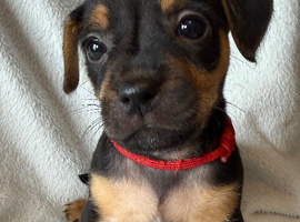 Jack Russell puppies