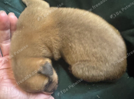 Collie x Greyhound Puppies Looking for Their Forever Homes