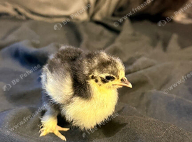 Black pekin bantam chick