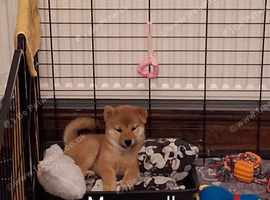 *3 LEFT* All Gorgeous kC Shiba Girls!