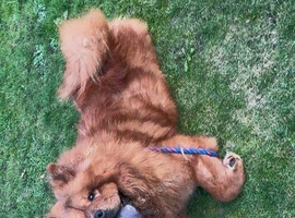red chow chow