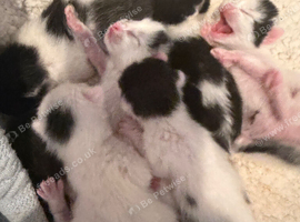 Kittens for sale