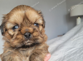 READY to rehome female shitzu