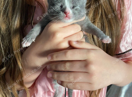 3 British shorthair kittens