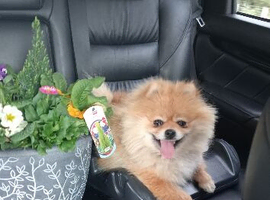 Orange teddy bear faced Pomeranian