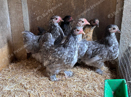 6 bantam girls