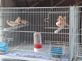 Red mosaic canaries