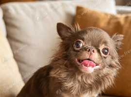 Chocolate female