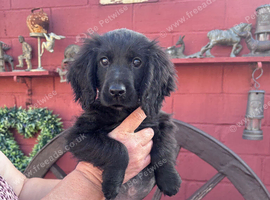 Cocker spaniel boy