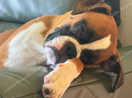 Boxer puppy