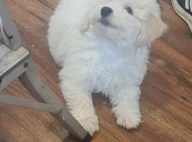 Female bichon frise
