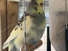 Grey and Yellow Pied Female Budgie