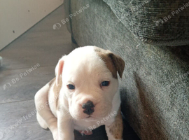 English bulldog cross Staffordshire bull terrier
