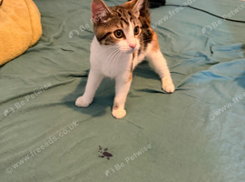 6 month old kitten