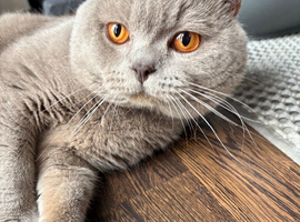 Pedigree British shorthair kittens