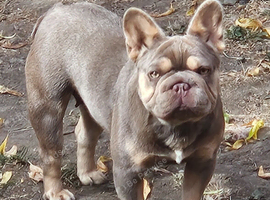 BIG ROPE FRENCH BULLDOG (NEW SHADE)