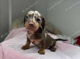 Miniature dachshund puppies