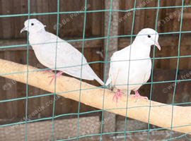 Pair of Java/ Barbary doves