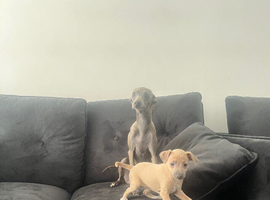 Stunning Italian greyhound girl