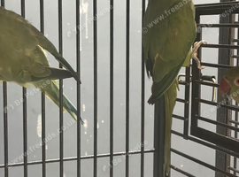Stunning Green Indian Ringnecks