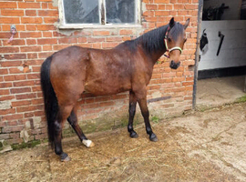 12.2h pony for loan 2x says a week
