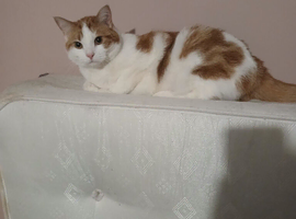 Male cat