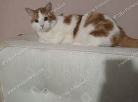 Male cat