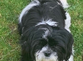 Female Shih Tzu