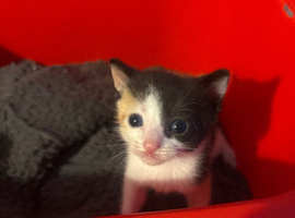 2 kittens black and little bit of white female  and white 1 female multi