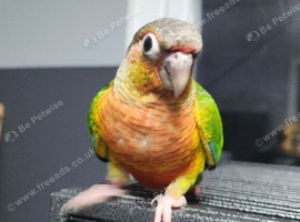 Hand reared male greencheek conures ready to go