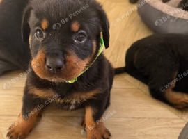 Rottweiler pups