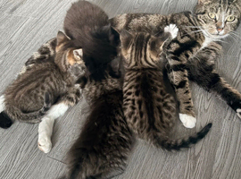 4 stunning kittens 9 weeks old