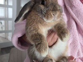 Female mini lop