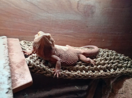 Female bearded dragon