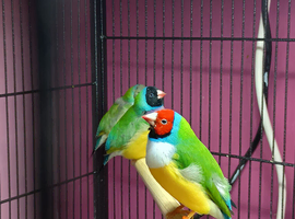 Gouldian finch