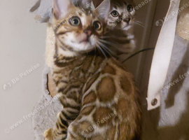 Pure bred rosetted Bengal kittens