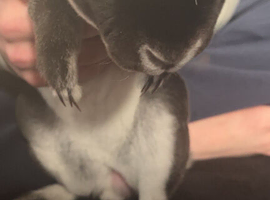 Rex rabbit