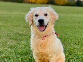 Guardianship Home Wanted for Beautiful Golden Retriever Female