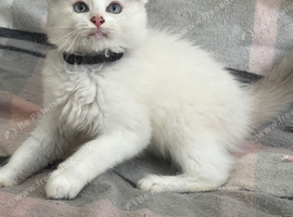 Gorgeous Tica ragdoll kittens