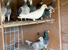 Pigeons