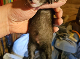 EU POLECAT FERRETS
