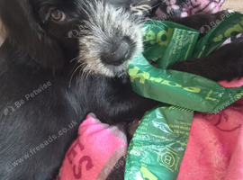 Rehome