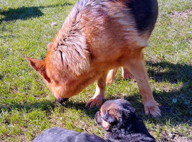 German shepherd puppies