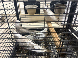 Cockatiels ringnecks bengalese budgies canarys