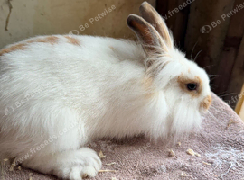Beautiful Lionheads