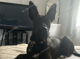 My girl Lexie needs a new home