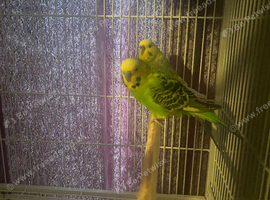Budgies males and females