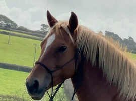 Staple wood Sia chestnut mare